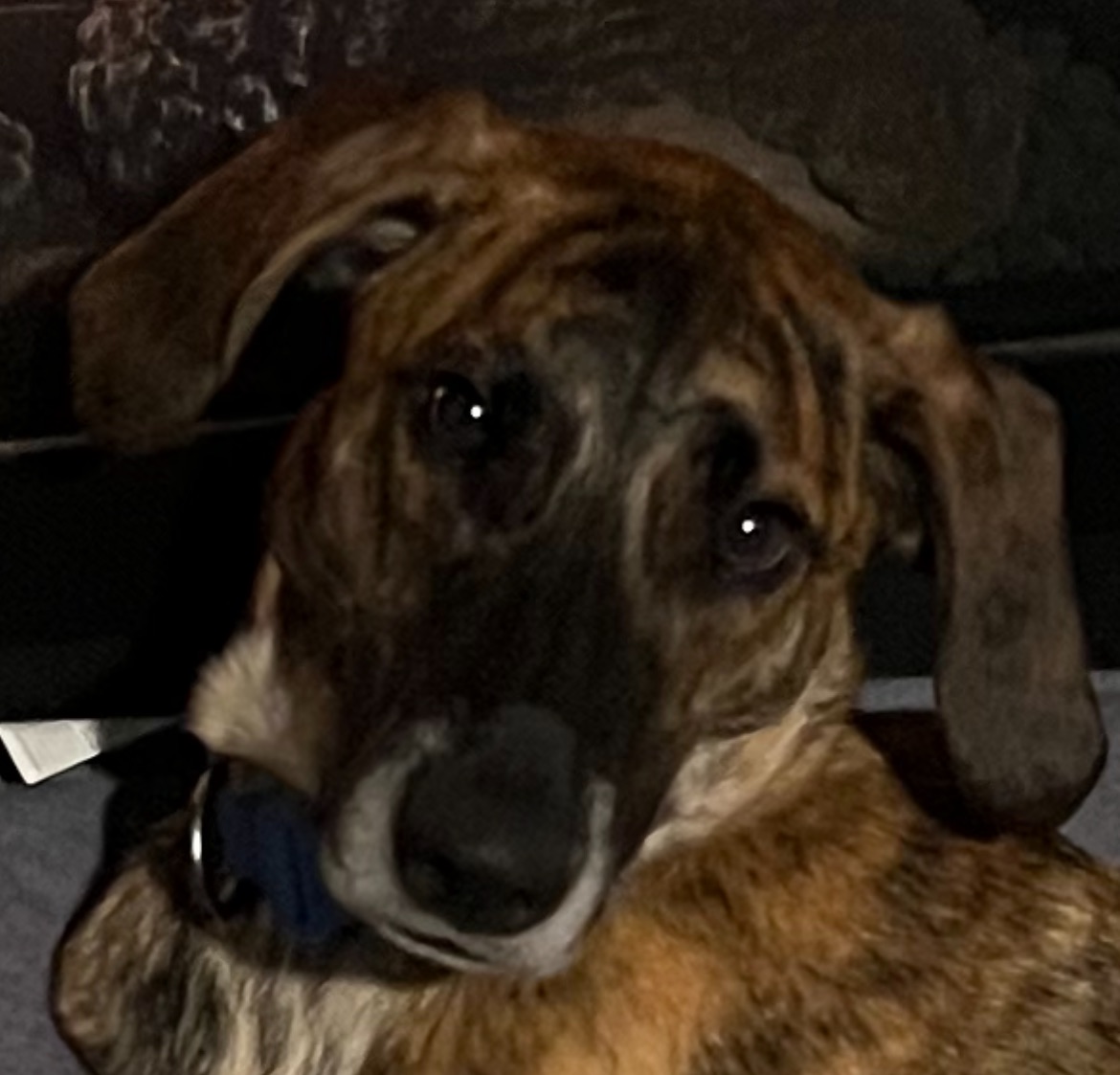 Dog posing for picture